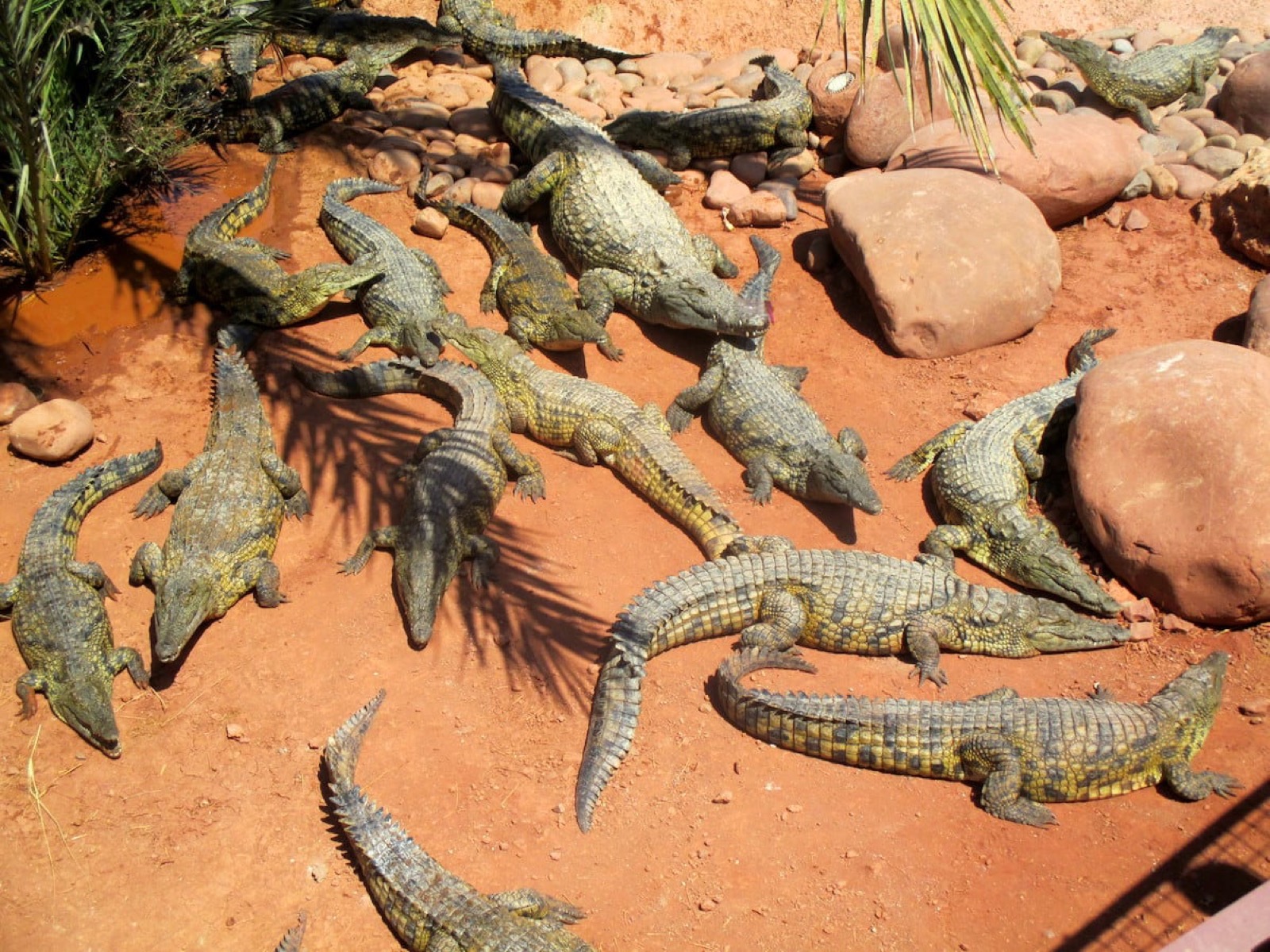 Crocoparc Agadir